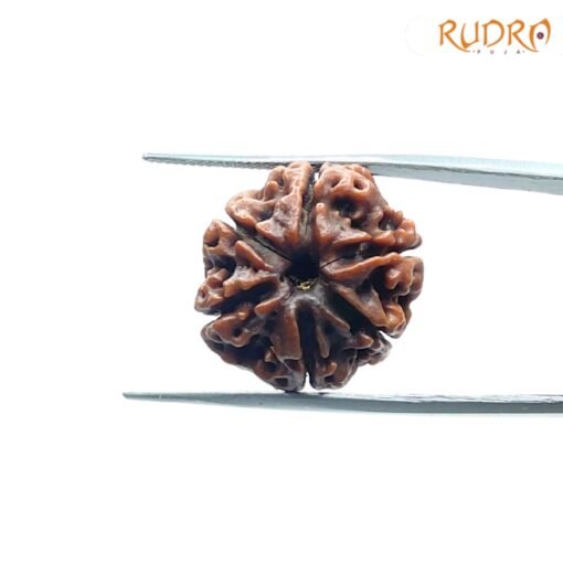 6-Mukhi-Rudraksha-Nepal-21.19-Mm-Sp-C.jpg