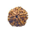 6 Mukhi Rudraksha Nepal (21.20 Mm)