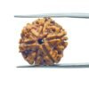 6 Mukhi Rudraksha Nepal (21.20 Mm)