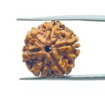 6 Mukhi Rudraksha Nepal (21.20 MM)