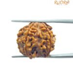6 Mukhi Rudraksha Nepal (21.20 Mm)