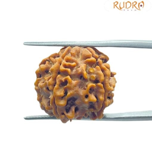 6 Mukhi Rudraksha Nepal (21.20 Mm)