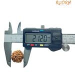 6 Mukhi Rudraksha Nepal (21.20 Mm)
