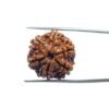 6 Mukhi Rudraksha Nepal (21.25 Mm)
