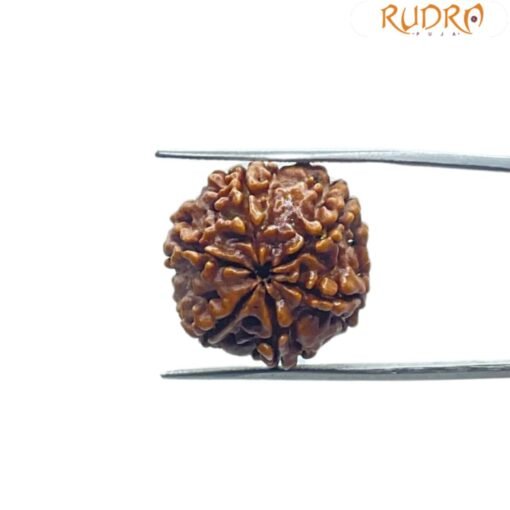 6 Mukhi Rudraksha Nepal (21.25 MM)
