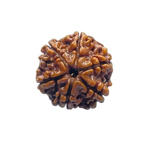 6 Mukhi Rudraksha Nepal (21.25 MM)