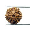 6 Mukhi Rudraksha Nepal (21.30 Mm)
