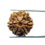 6 Mukhi Rudraksha Nepal (21.30 MM)