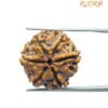 6 Mukhi Rudraksha Nepal (21.30 Mm)