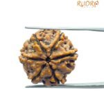 6 Mukhi Rudraksha Nepal (21.30 MM)