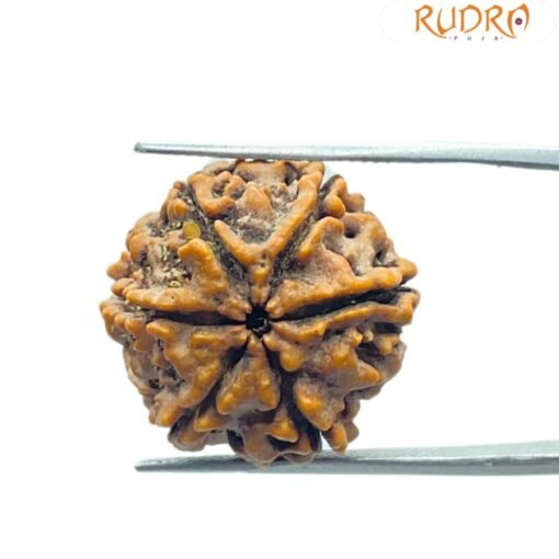 6 Mukhi Rudraksha Nepal (21.30 Mm)