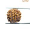 6 Mukhi Rudraksha Nepal (21.30 Mm)