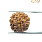 6 Mukhi Rudraksha Nepal (21.30 Mm)