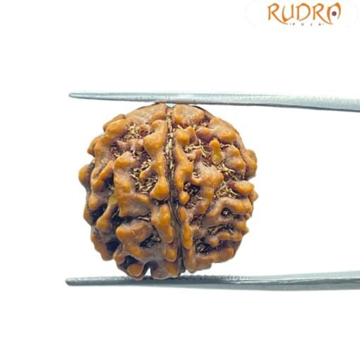 6 Mukhi Rudraksha Nepal (21.30 Mm)
