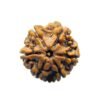 6 Mukhi Rudraksha Nepal (21.30 Mm)
