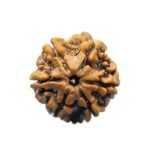 6 Mukhi Rudraksha Nepal (21.30 Mm)