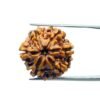6 Mukhi Rudraksha Nepal (21.40 Mm)