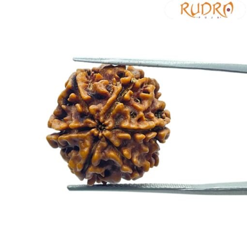 6 Mukhi Rudraksha Nepal (21.40 Mm) - Image 2