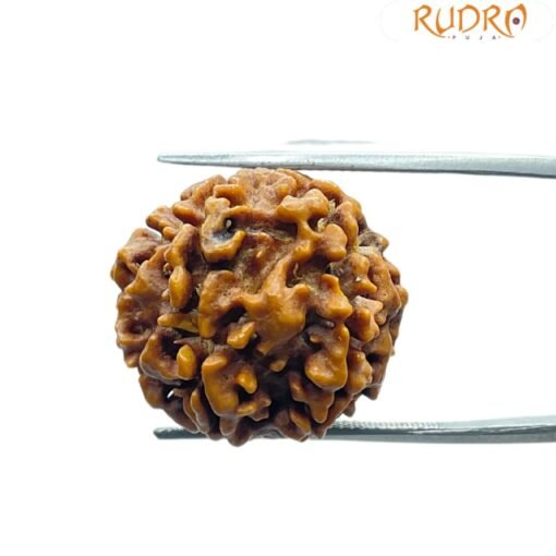 6 Mukhi Rudraksha Nepal (21.40 Mm) - Image 3
