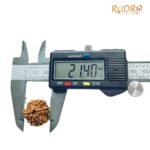 6 Mukhi Rudraksha Nepal (21.40 Mm)