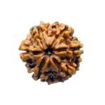 6 Mukhi Rudraksha Nepal (21.40 Mm)