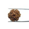 6 Mukhi Rudraksha Nepal (21.48 Mm) 34 6 Mukhi Rudraksha Nepal (21.48 Mm)