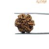 6 Mukhi Rudraksha Nepal (21.48 Mm)