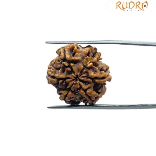 6 Mukhi Rudraksha Nepal (21.48 MM)