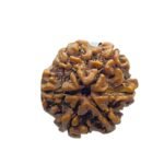 6 Mukhi Rudraksha Nepal (21.48 Mm)