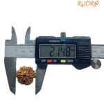 6 Mukhi Rudraksha Nepal (21.48 Mm)