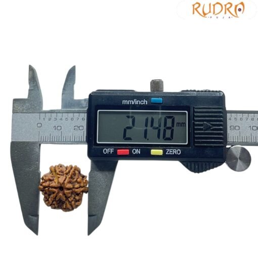 6 Mukhi Rudraksha Nepal (21.48 MM)