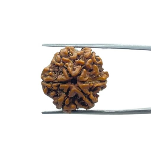 6 Mukhi Rudraksha Nepal (21.48 Mm)