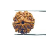 6 Mukhi Rudraksha Nepal (21.78 MM)