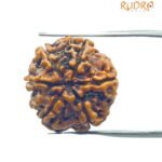 6 Mukhi Rudraksha Nepal (21.78 MM)