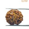 6 Mukhi Rudraksha Nepal (21.78 Mm)
