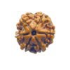 6 Mukhi Rudraksha Nepal (21.78 Mm)