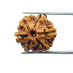 6 Mukhi Rudraksha Nepal (21.80 MM)