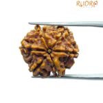 6 Mukhi Rudraksha Nepal (21.80 MM)
