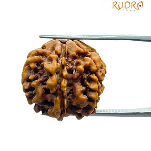 6 Mukhi Rudraksha Nepal (21.80 Mm)
