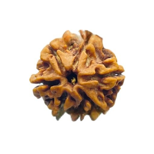 6 Mukhi Rudraksha Nepal (21.80 Mm)