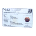6 Mukhi Rudraksha Nepal (22.27 MM)
