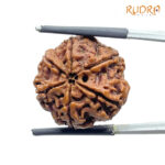 6 Mukhi Rudraksha Nepal (22.27 MM)