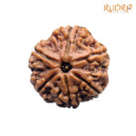 6 Mukhi Rudraksha Nepal (22.27 MM)