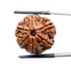 6 Mukhi Rudraksha Nepal (22.27 MM)