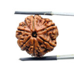 6 Mukhi Rudraksha Nepal (22.27 MM)