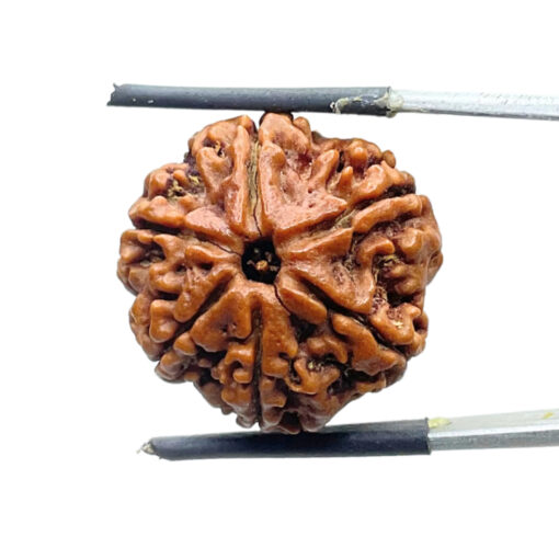 6 Mukhi Rudraksha Nepal (22.27 MM)