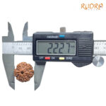 6 Mukhi Rudraksha Nepal (22.27 MM)