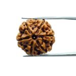 6 mukhi rudraksha 21.65 mm