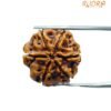 6 Mukhi Rudraksha Nepal (21.65 Mm) 12 6 Mukhi Rudraksha 21.65 Mm