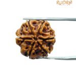6 mukhi rudraksha 21.65 mm